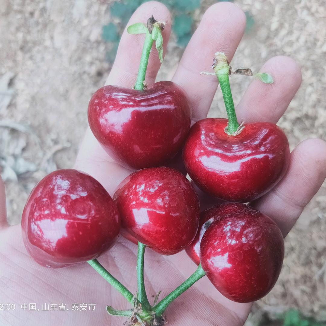 云霄星的小能手