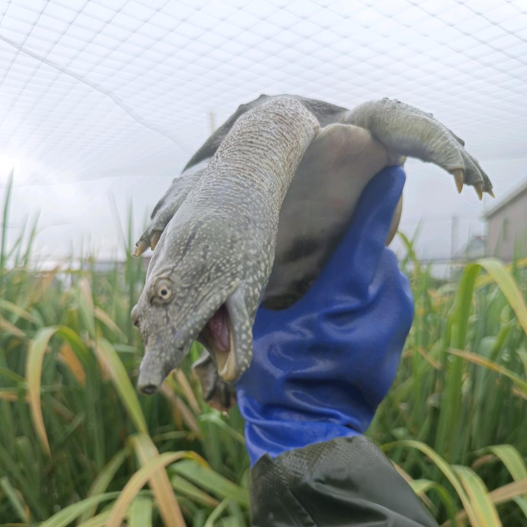 老兵甲鱼养殖（河姆渡金耀甲鱼养殖）