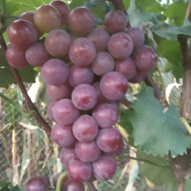 水果司令指挥部