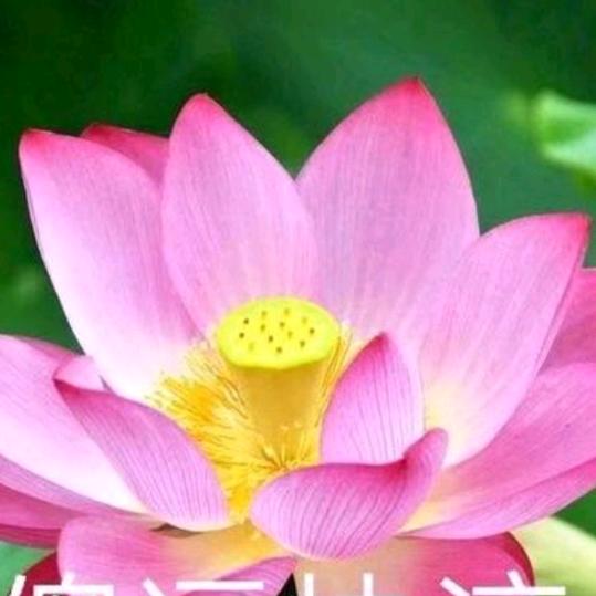 够了！老子心疼她very much