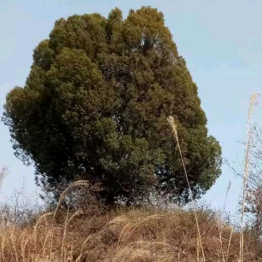狼道