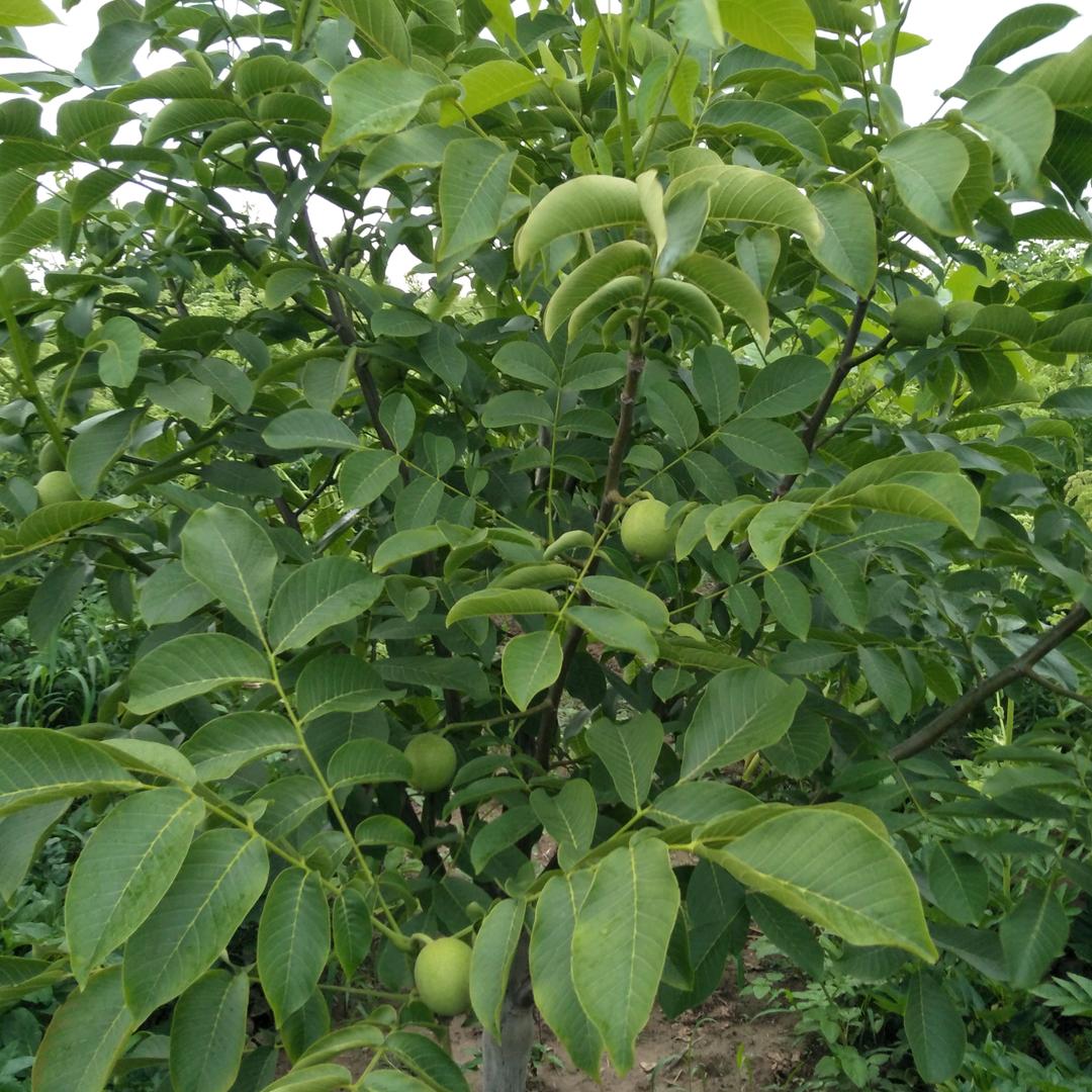 爱唱歌的雁子