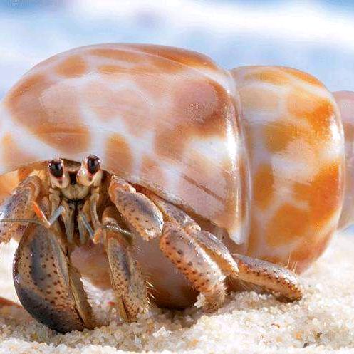 寄居蟹(日照驿站青年旅舍）