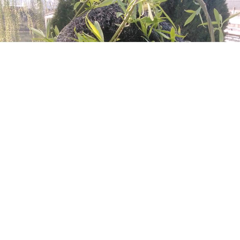 小鱼的故事