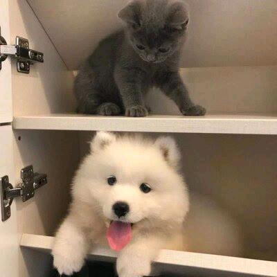 歼