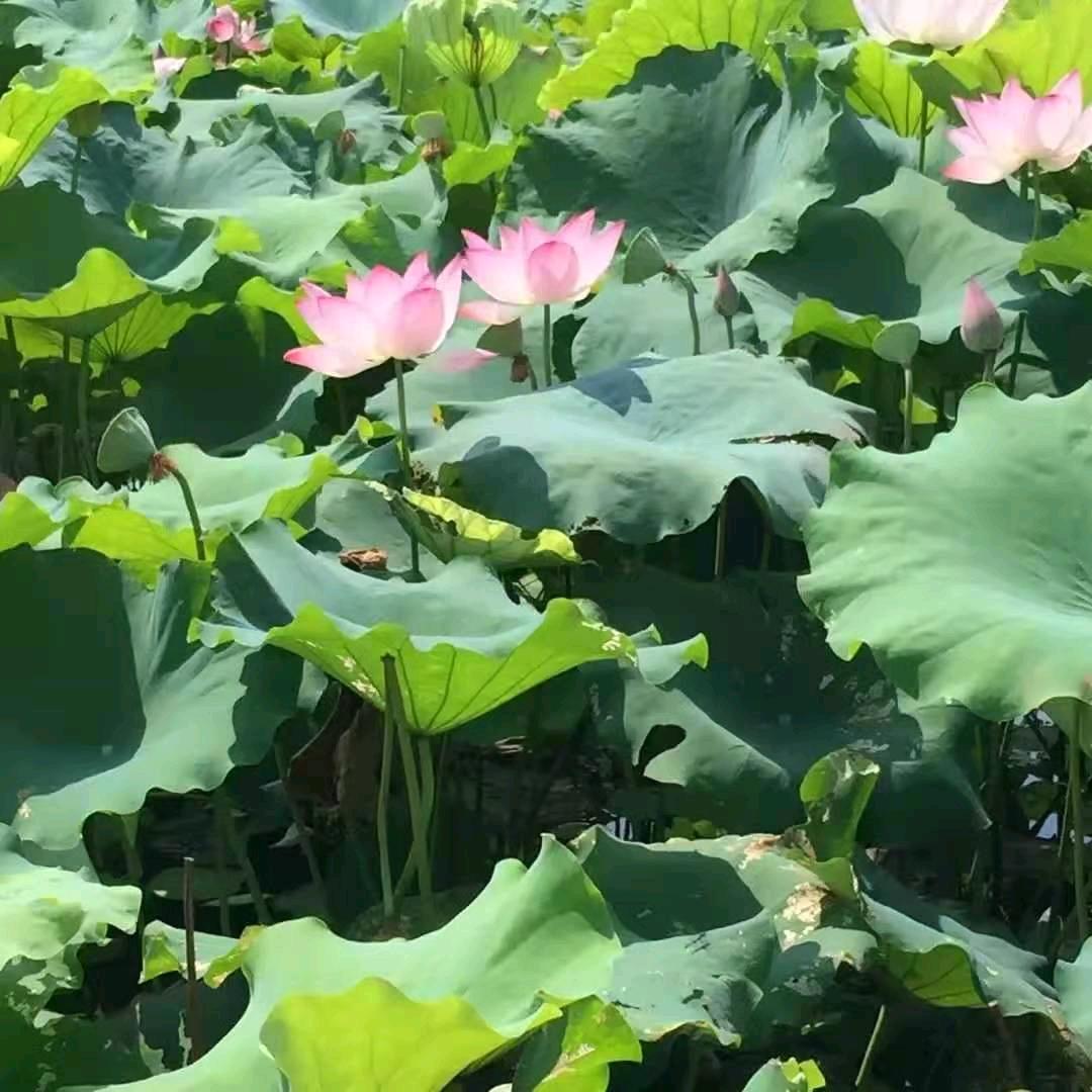 小红跑滴滴