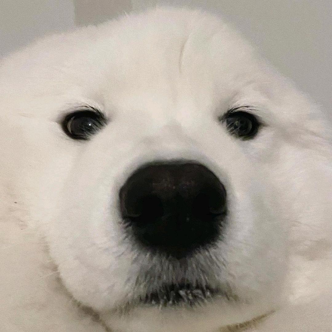 K宠
