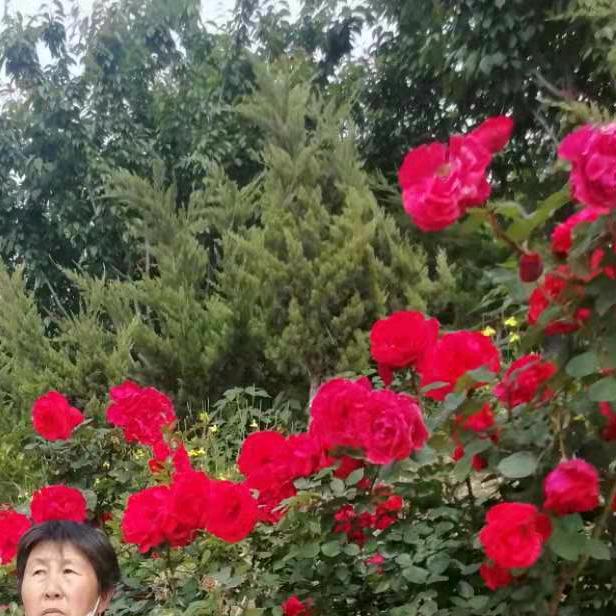 博博头像