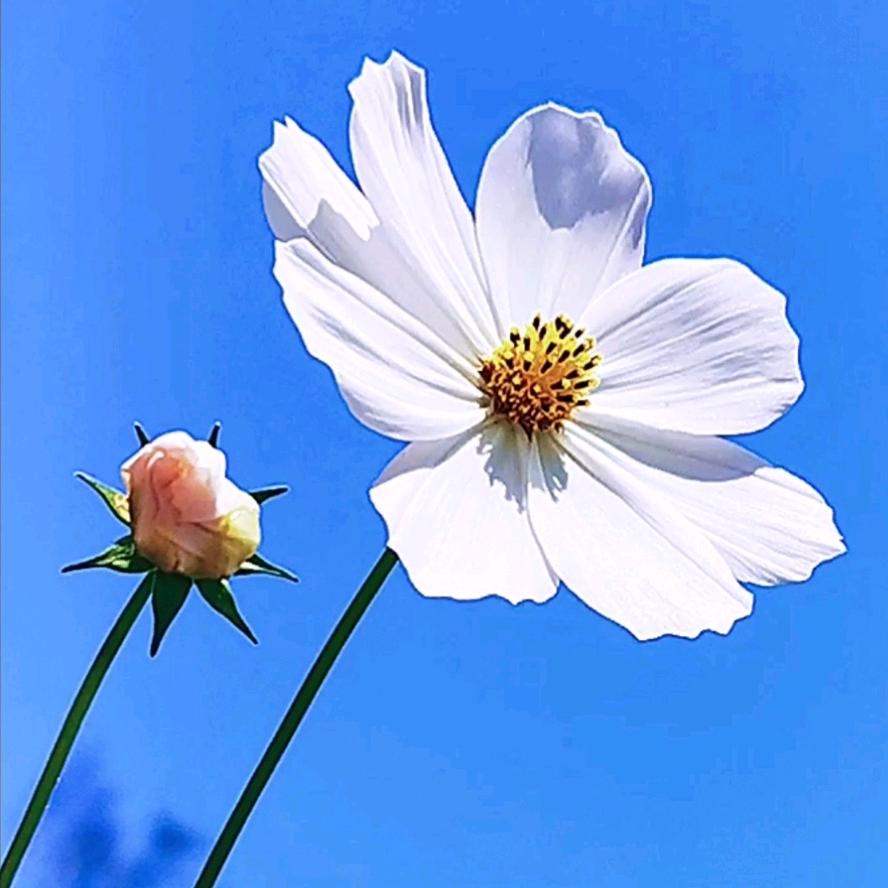 林夏