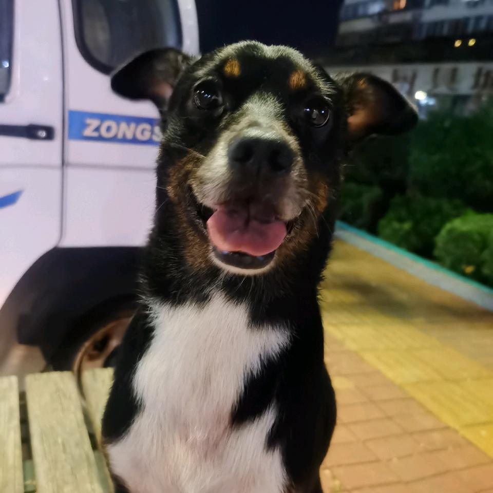 我家虎子