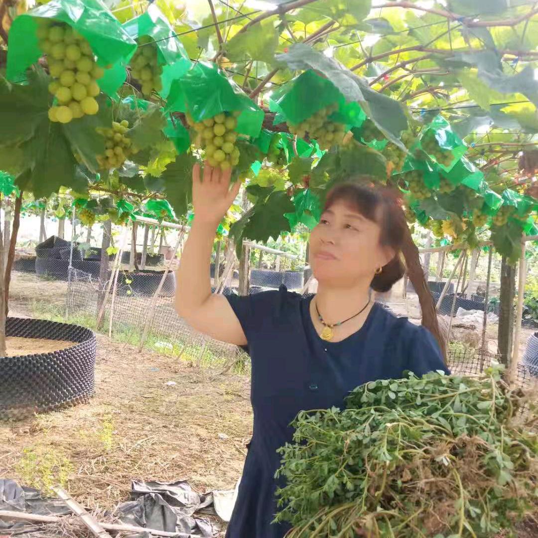 心自莲花开，莲姐