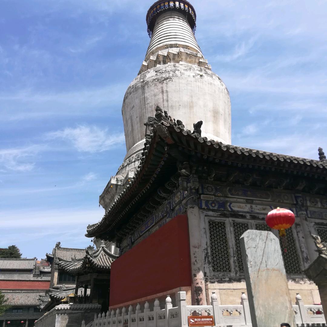 自家出售小叶黄杨，冬青，水腊。王大侠