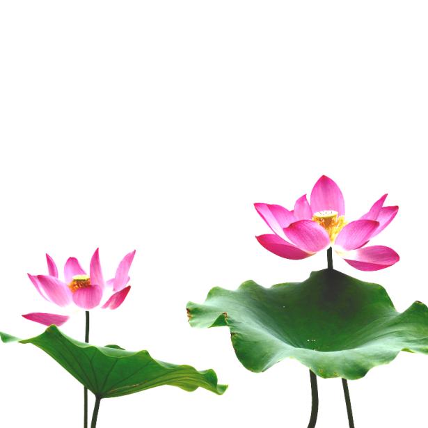 静观花开