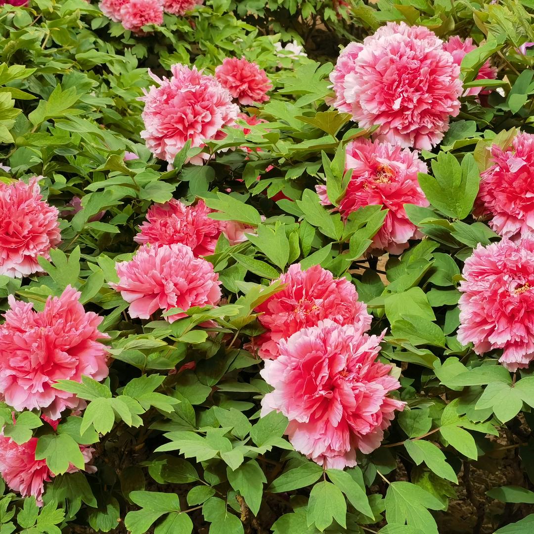 马到成功🀄