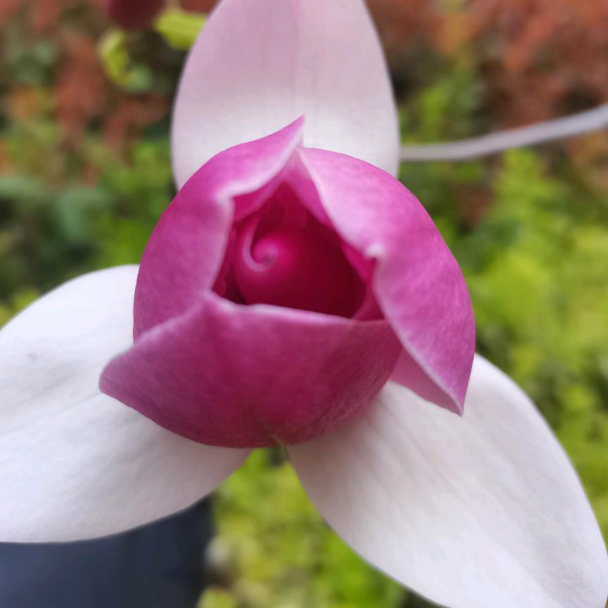 向着太阳迎着光