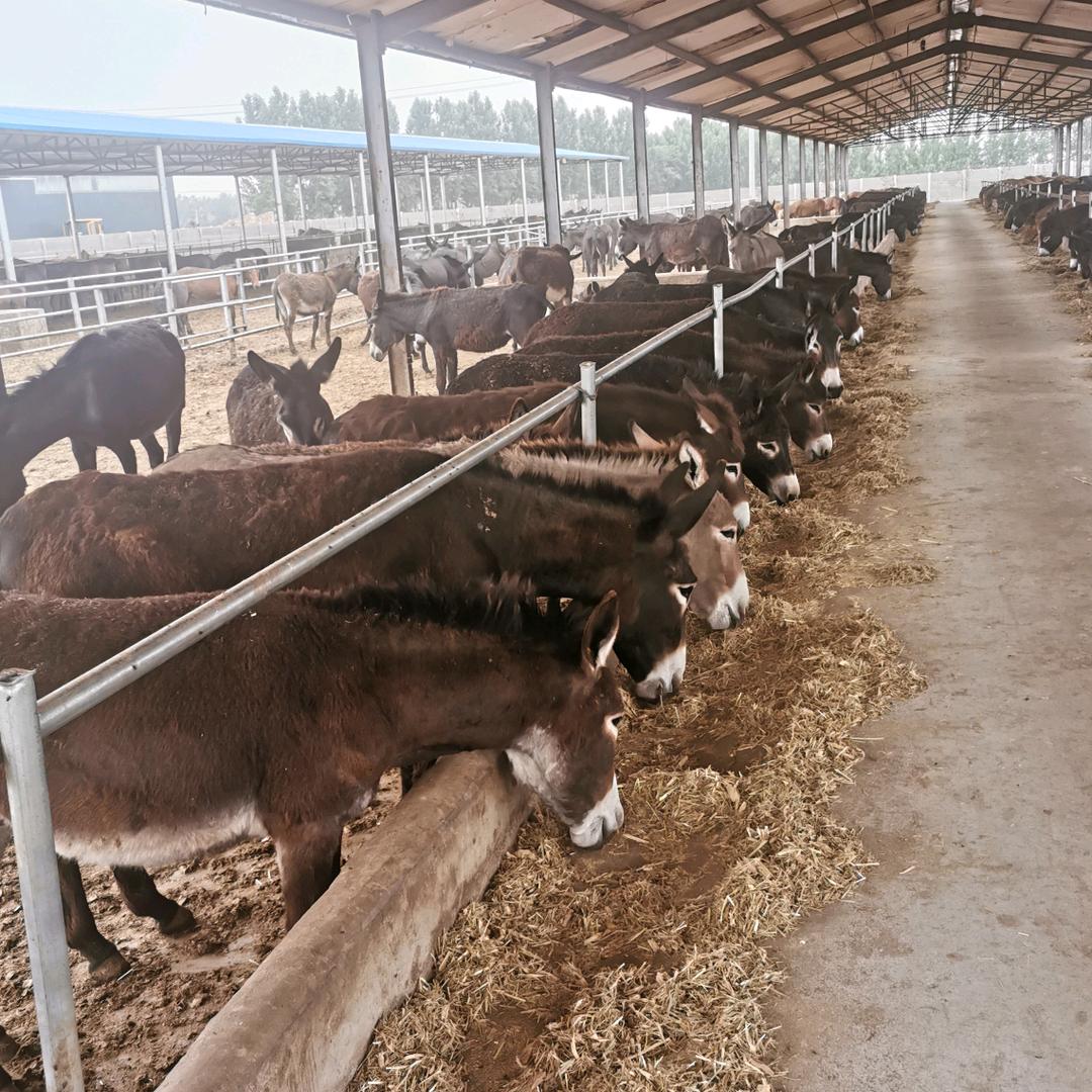 航远马肉驴肉批发