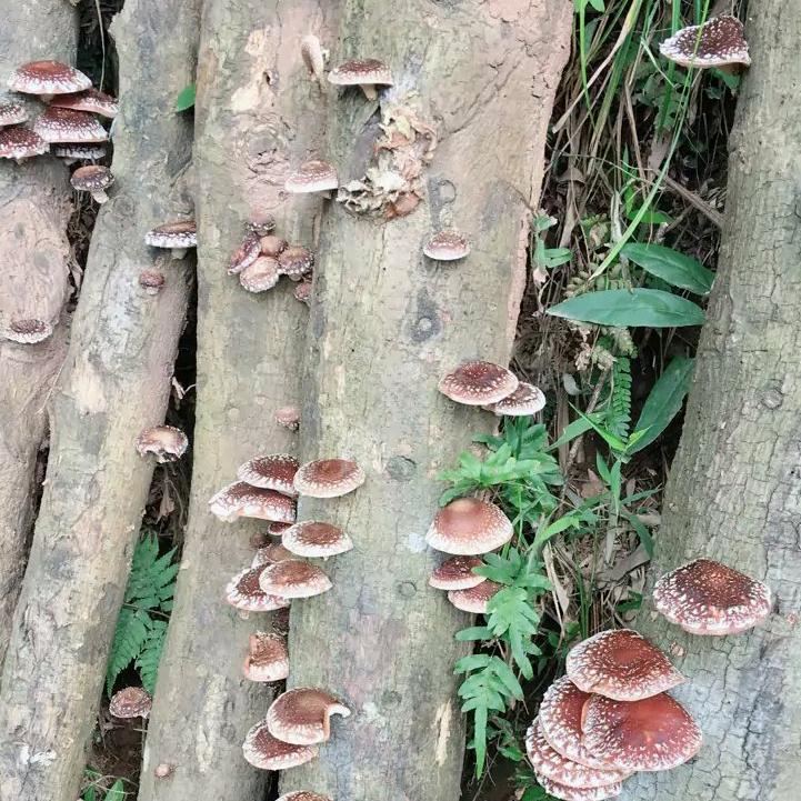 过客: