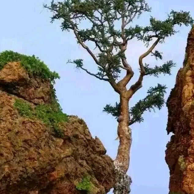 我是一棵树三横一竖王
