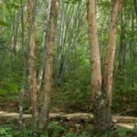 房屋租赁---麻章、遂溪 城区   枫骅