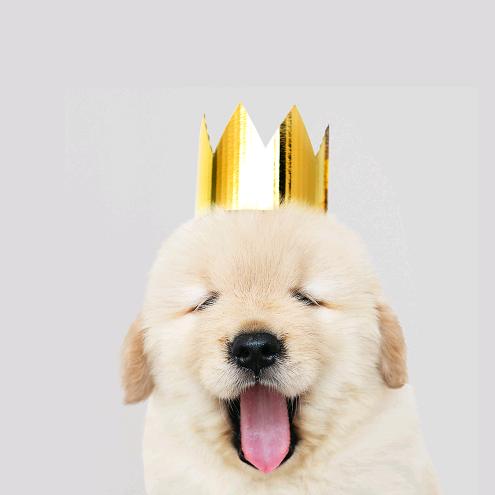 dream动画生日祝福