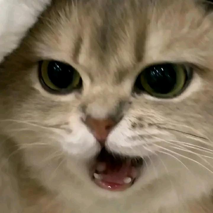 杏子橙