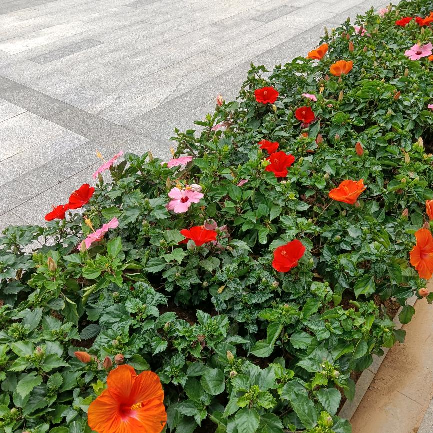 格桑花盛开了