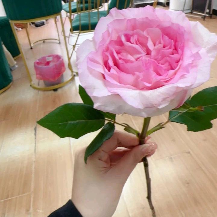 ❤️❤️❤️☕️☕️💪🌹🌹🌹