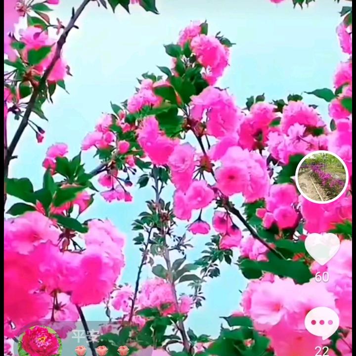 维汉红娘🌹江姐