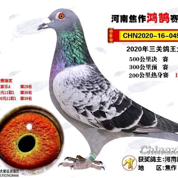 语诺赛鸽