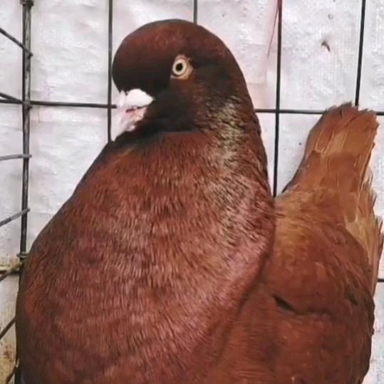 老宋养殖