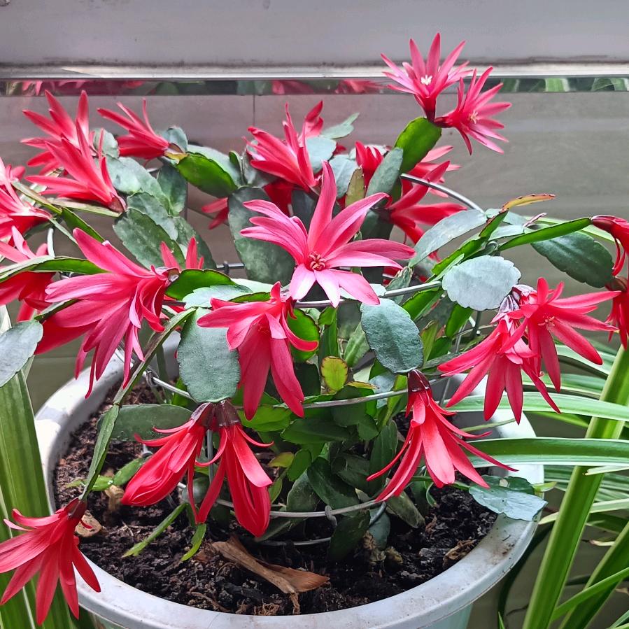 百合