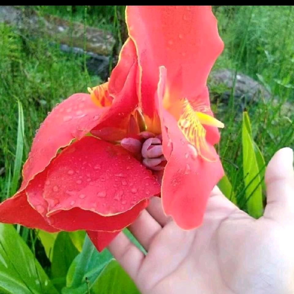 🌻流泪de的天使🥀