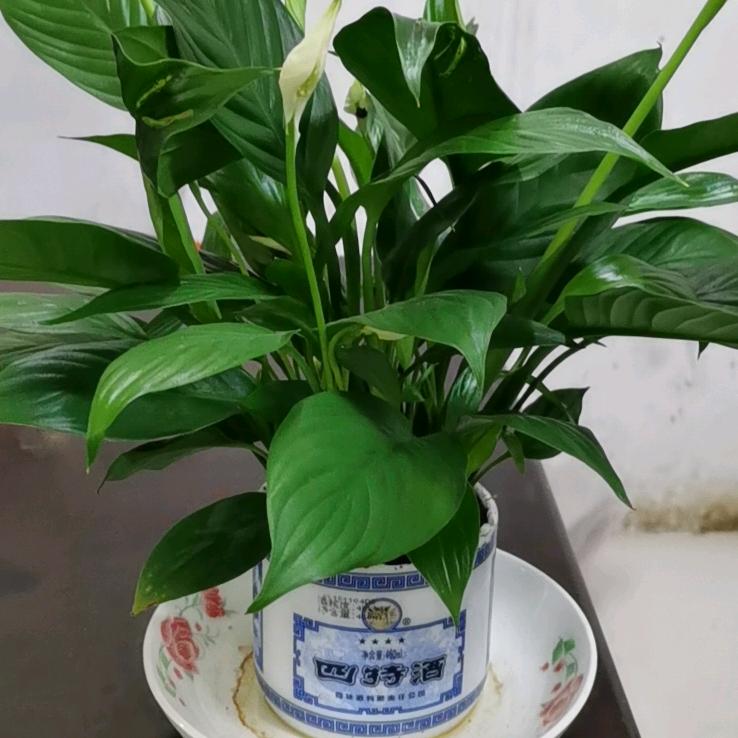 奔跑的蜗牛