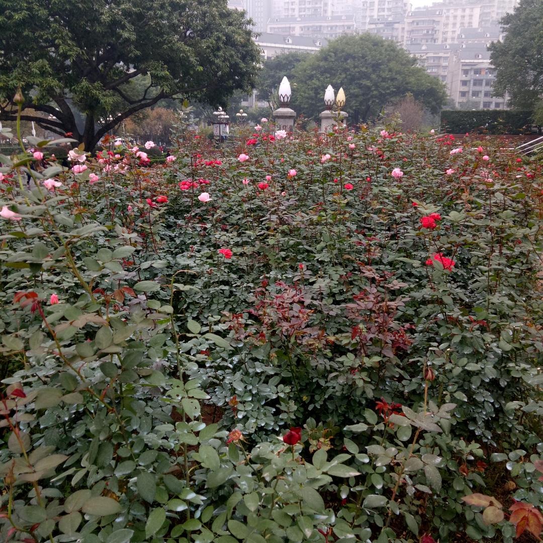 无聊哥