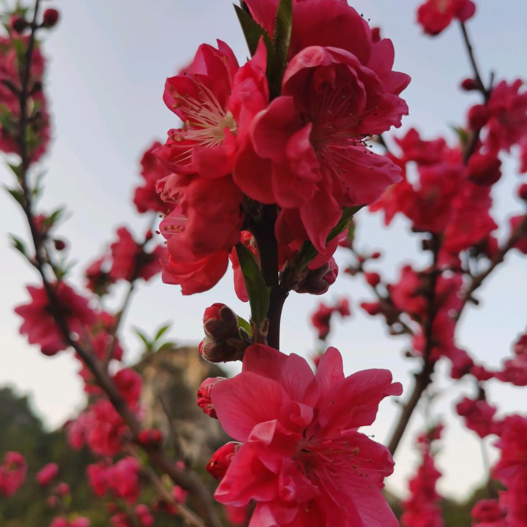 英姿 飒爽