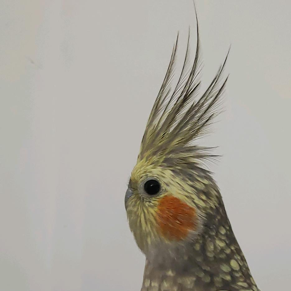 宏辉鹦鹉
