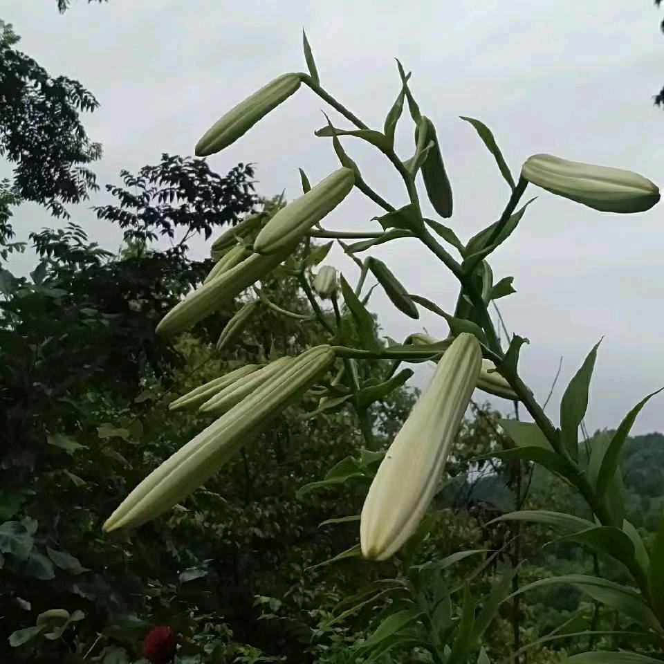 随风飘散