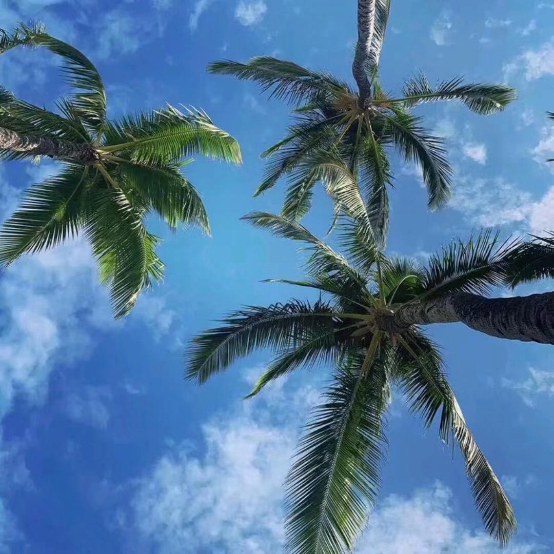 千里共婵娟