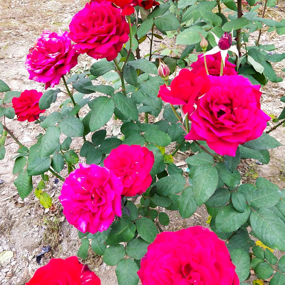 用户5489550652863一生平安