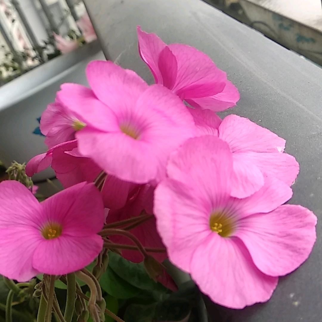 香🌸🌸香头像