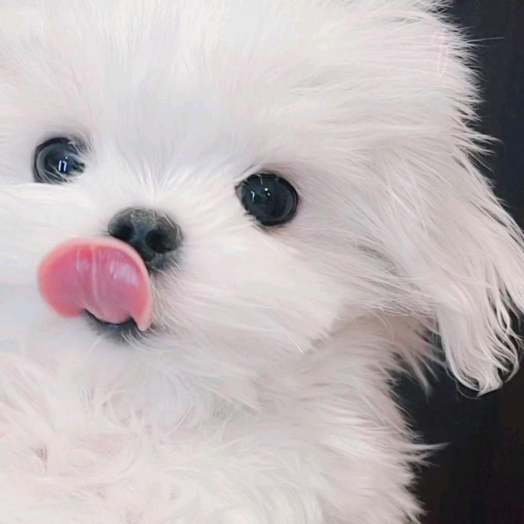辞安