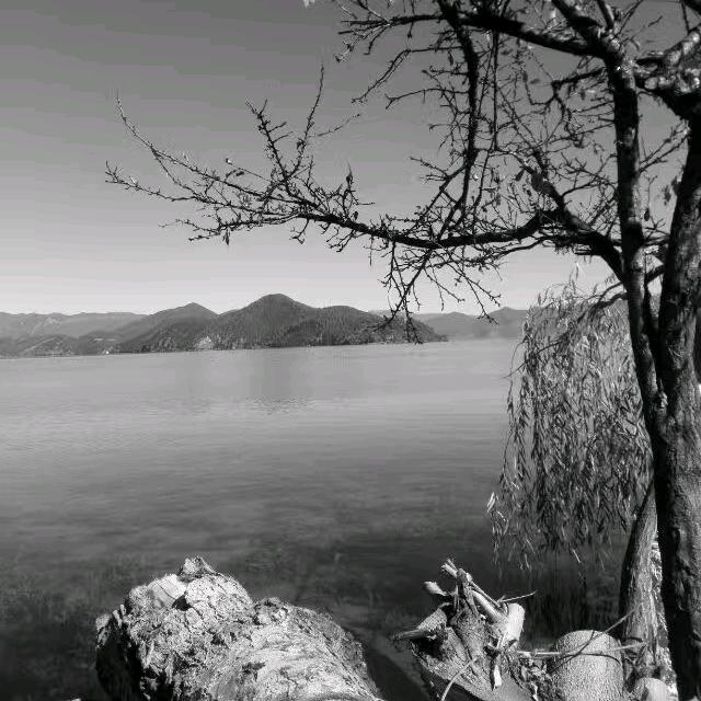 喜欢筚建的林中虎头像