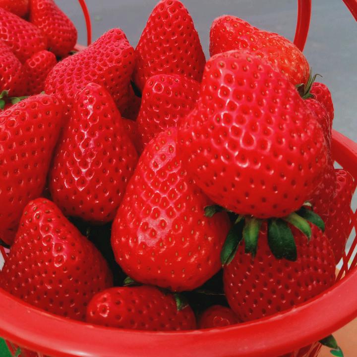 会城寺姚家有机奶油草莓采摘园