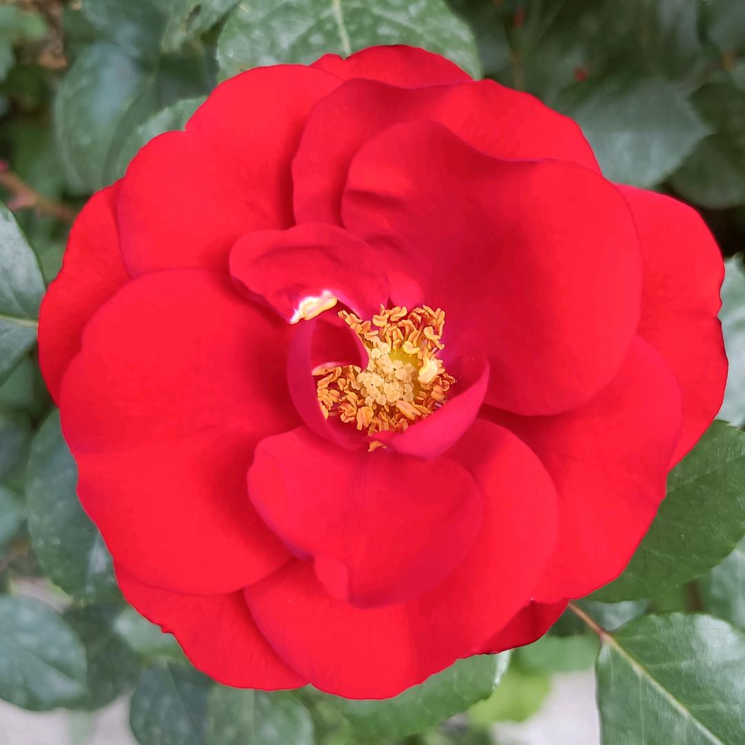 🌹开心🌺