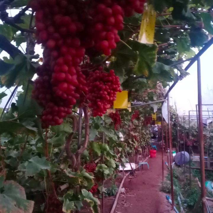 孞琞？㣻罖！㜂孞