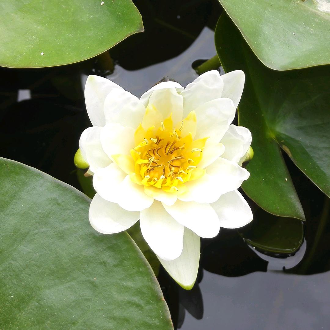 益清
