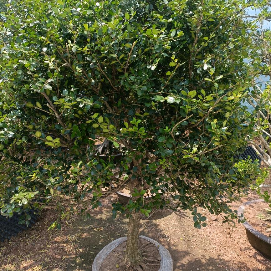 小幸运花缘