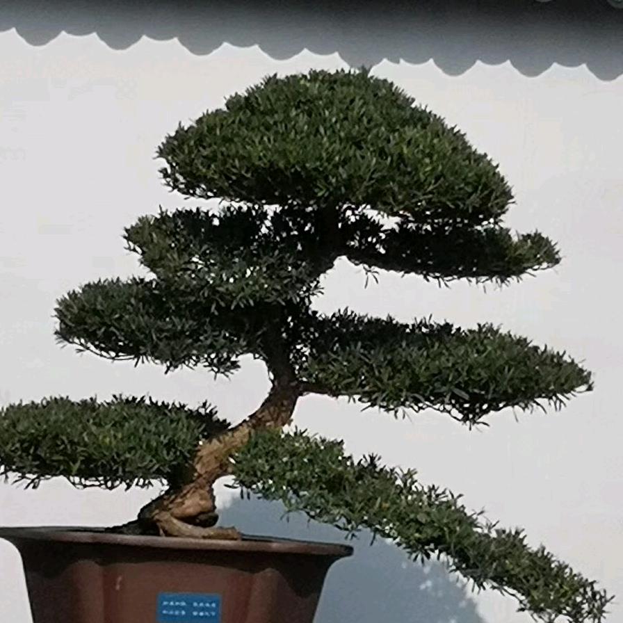 露水情缘