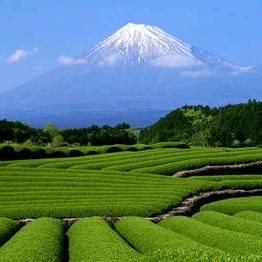 茶树种植技术指导孙梦