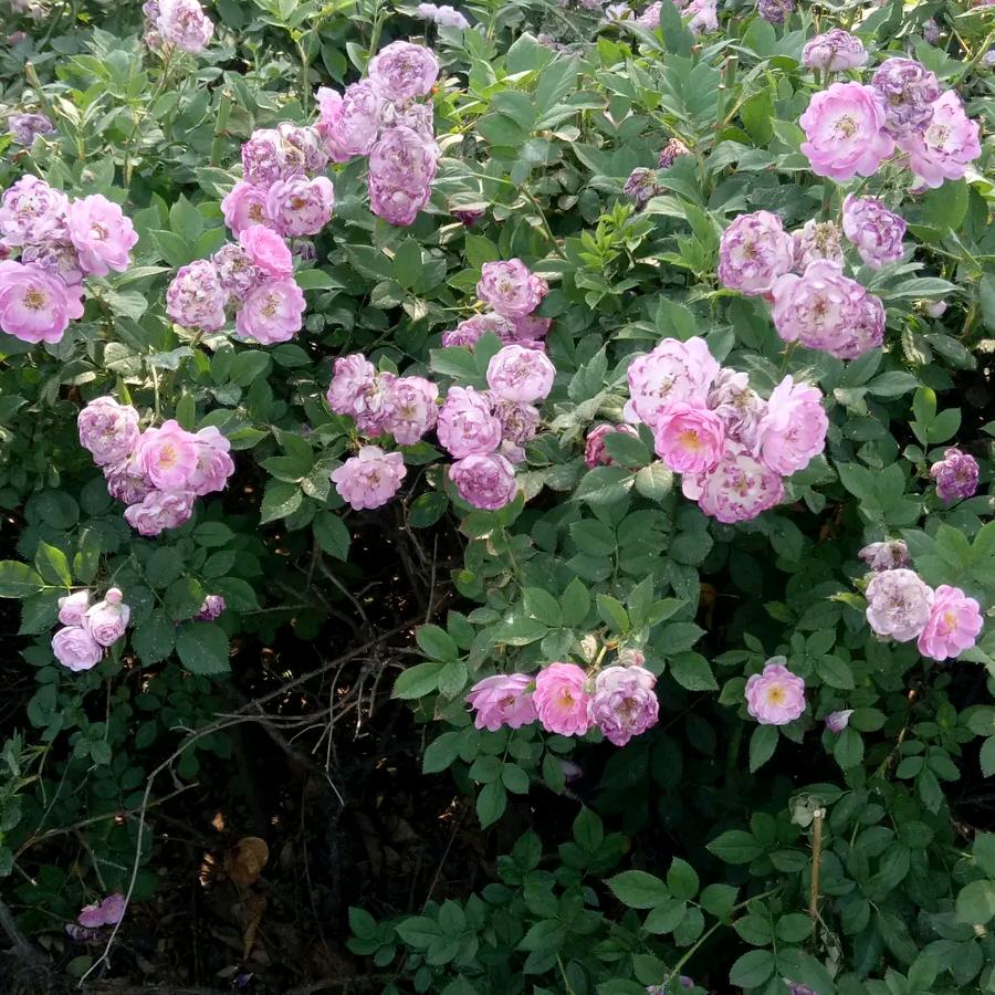 花中君子。